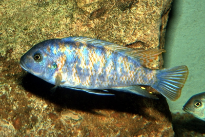 Maylandia mbenjii