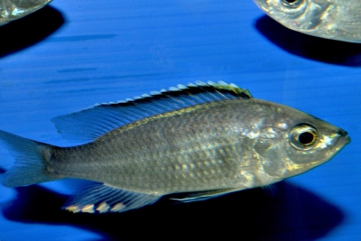 Mloto Cichlidae