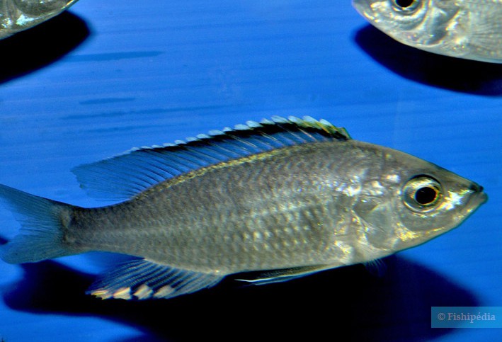 Copadichromis mloto Chitimba