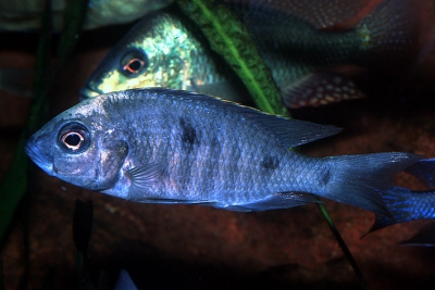 Mloto Ivory Cichlidae