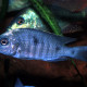 picture of Copadichromis mloto Ivory