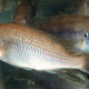 picture of Gephyrochromis moorii