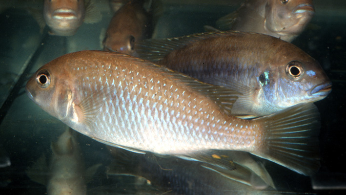 Gephyrochromis moorii