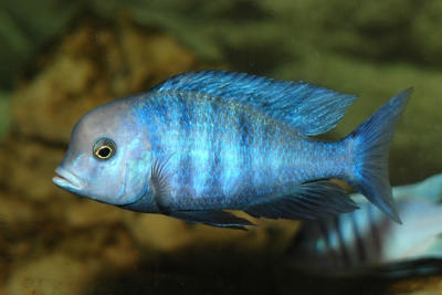 Cyrtocara moorii Cichlidae