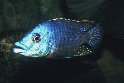 haplo lippu Cichlidae