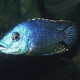 picture of Eclectochromis ornatus