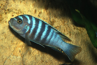 Maylandia phaeos