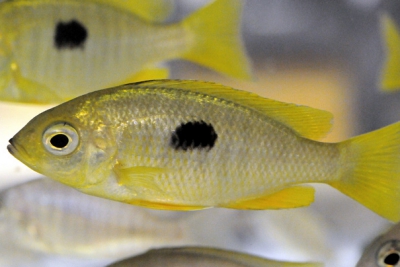 Copadichromis pleurostigma