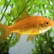 picture of Carassius auratus