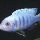 picture of Cynotilapia pulpican