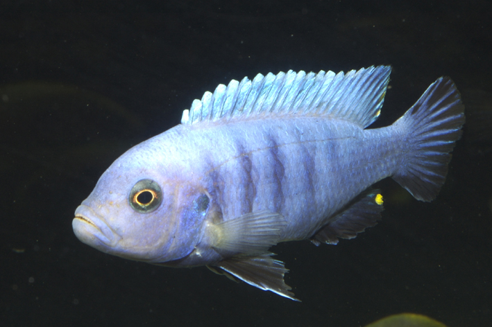 Cynotilapia pulpican