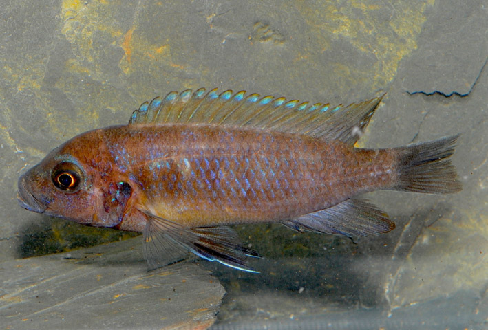 Maylandia pyrsonotos