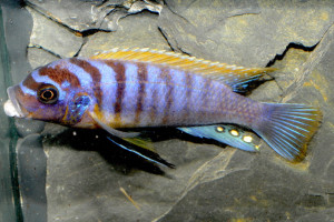 Maylandia pyrsonotos