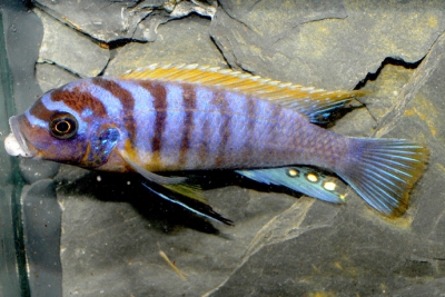 Maylandia pyrsonotos Cichlidae