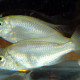 picture of Caprichromis orthognathus