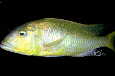 Buccochromis rhoadesii Cichlidae