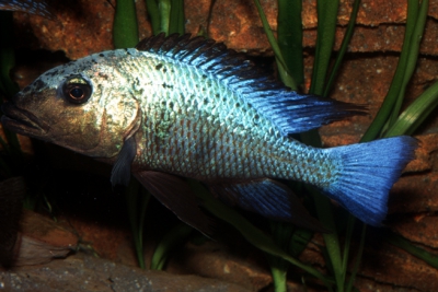 Rostratus Cichlidae