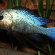 picture of Fossorochromis rostratus