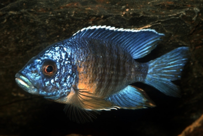 Aulonocara saulosi Cichlidae