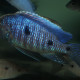 picture of Copadichromis sp. Blue Metangula