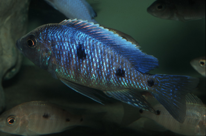 Copadichromis sp. Blue Metangula