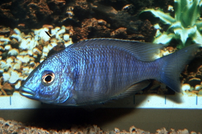 Placidochromis sp. Chilumba Blue Cichlidae