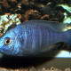 picture of Placidochromis sp. Chilumba Blue