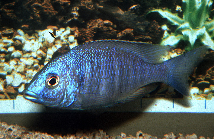 Placidochromis sp. Chilumba Blue