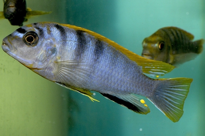 Labidochromis sp. Hongi Cichlidae