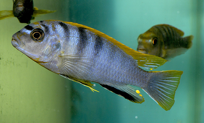 Labidochromis sp. Hongi