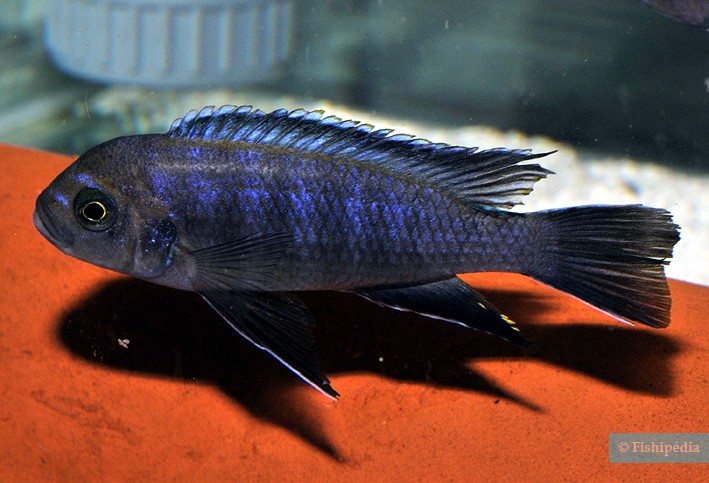 Cynotilapia sp. Lion's Cove Magunda