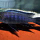 picture of Cynotilapia sp. Lion's Cove Magunda