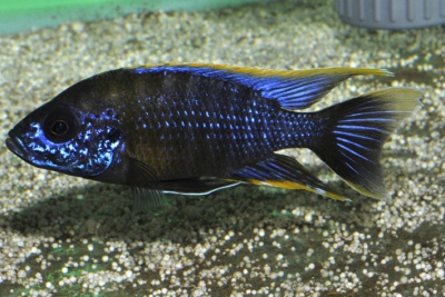 Aulonocara sp. Lwanda