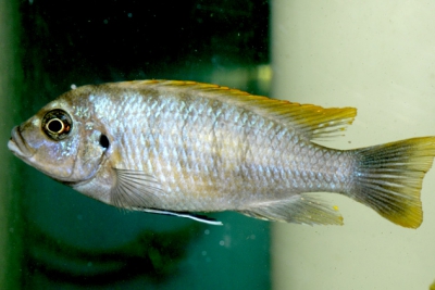 Cynotilapia sp. Mbamba Luwino Reef Cichlidae