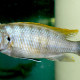 picture of Cynotilapia sp. Mbamba Luwino Reef