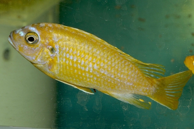 Maylandia sp. Msobo Magunga Cichlidae