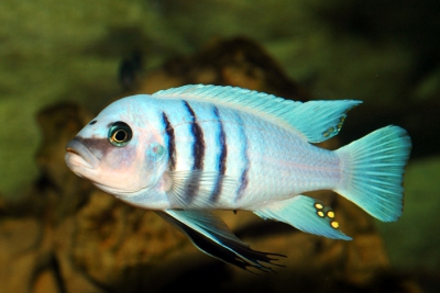 Gallerya Cichlidae