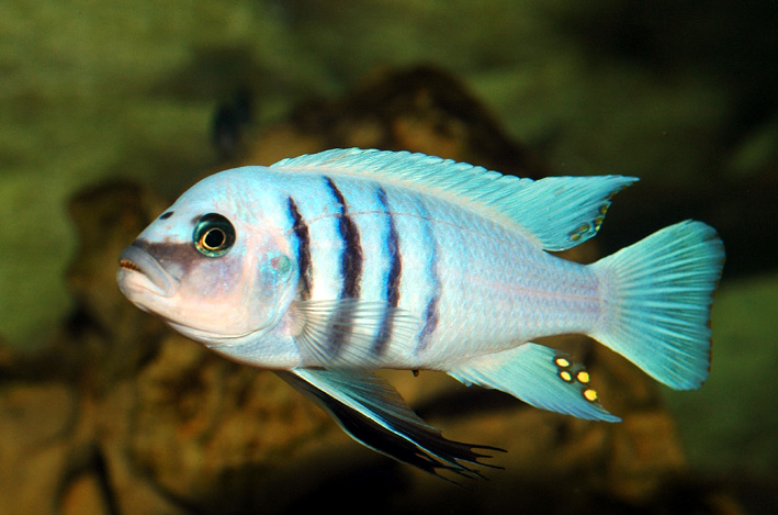 Cynotilapia sp. "hara" Gallireya Reef