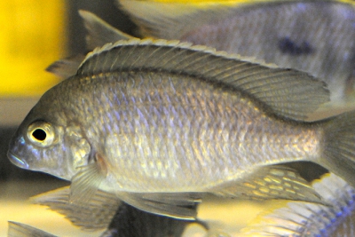 Lethrinops sp. Nyassa Mbawa Cichlidae