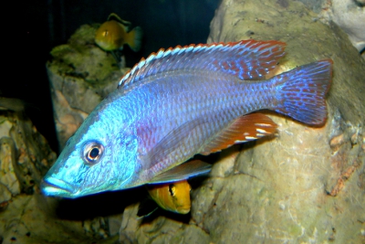 Haplo Sunset Cichlidae
