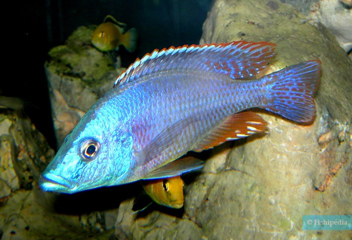 Dimidiochromis strigatus