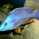 picture of Dimidiochromis strigatus