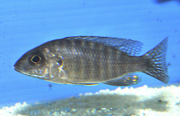 Aulonocara stuartgranti