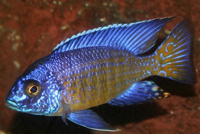 Aulonocara stuartgranti Cichlidae