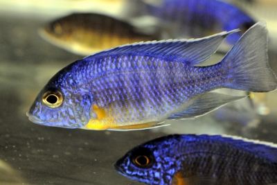 Aulonocara stuartgranti Chitumba Cichlidae