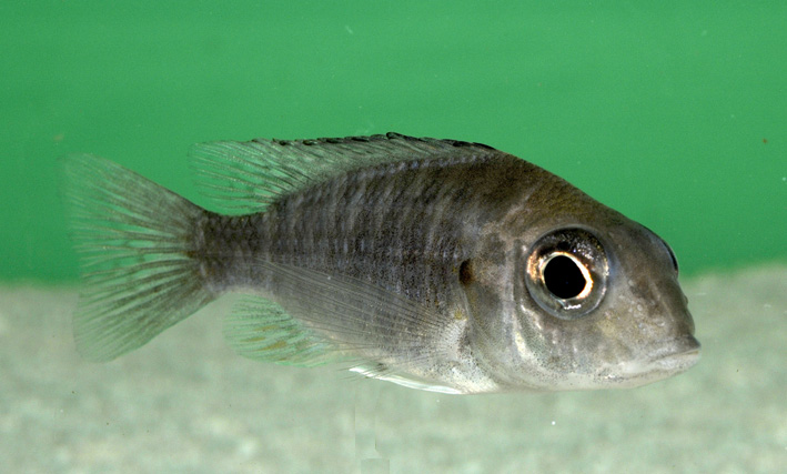 Aulonocara stuartgranti