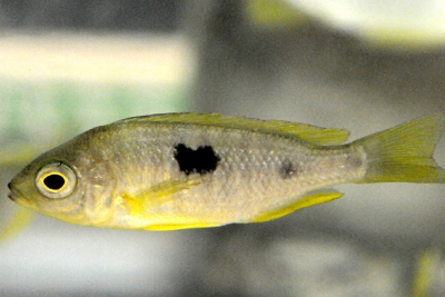 Mchenga thinos Cichlidae
