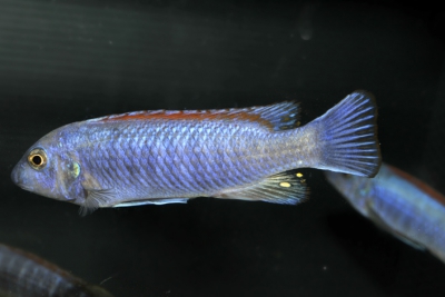 Labeotropheus trewavasae Chinyawesi Cichlidae