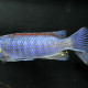 picture of Labeotropheus trewavasae Chinyawesi