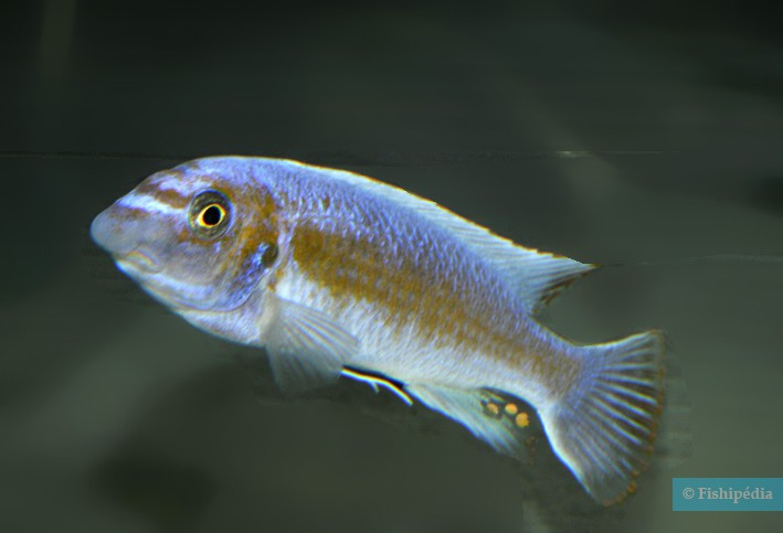 Labeotropheus trewavasae Chinyawesi